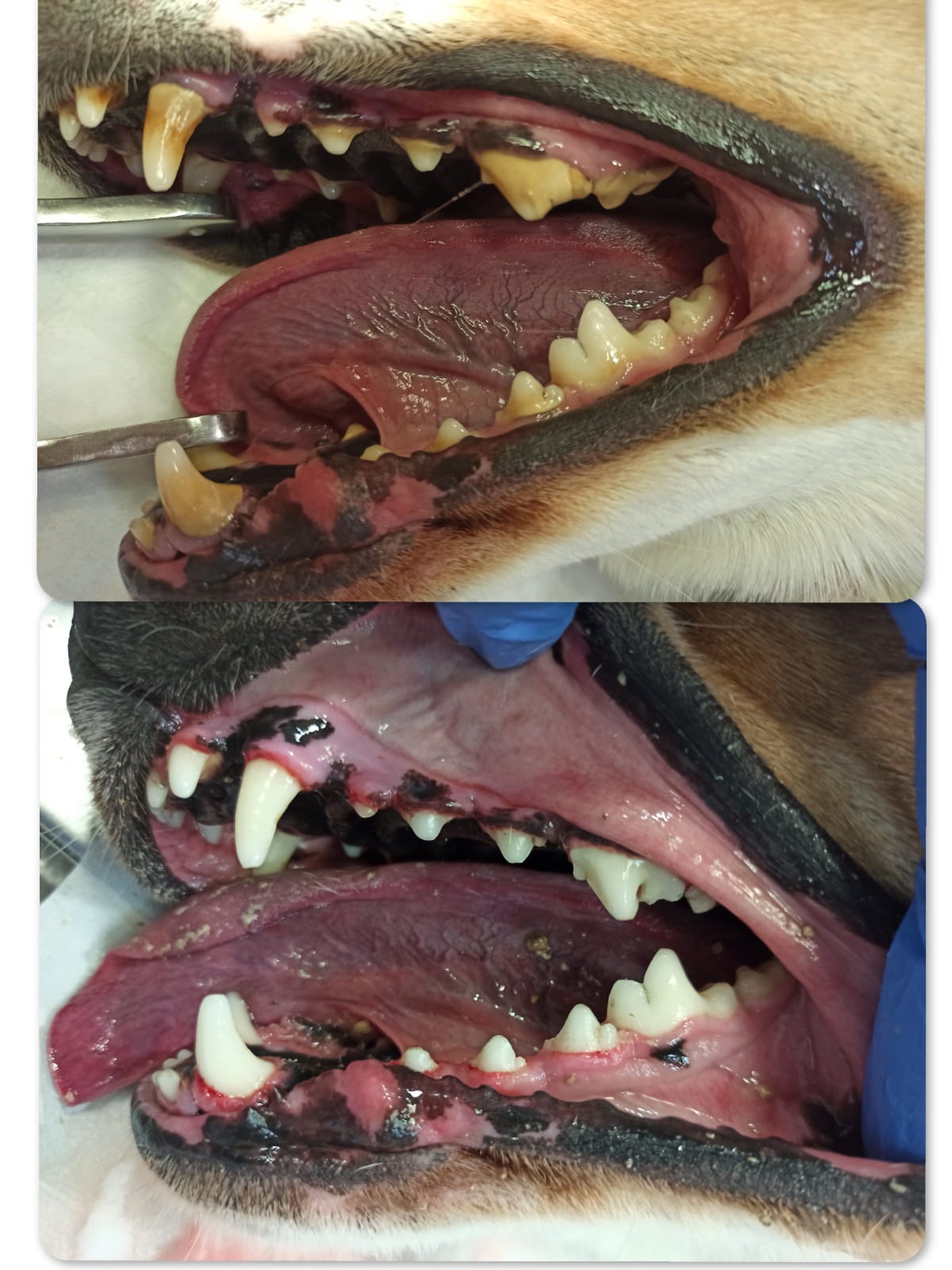 enfermedad-periodontal-veterinario-cuarte